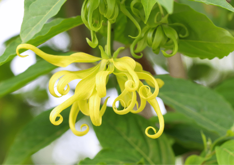 Gule ylang-ylang-blomster på tre med grønne blader, i mykt naturlig lys, som fremhever kronbladenes eksotiske struktur.