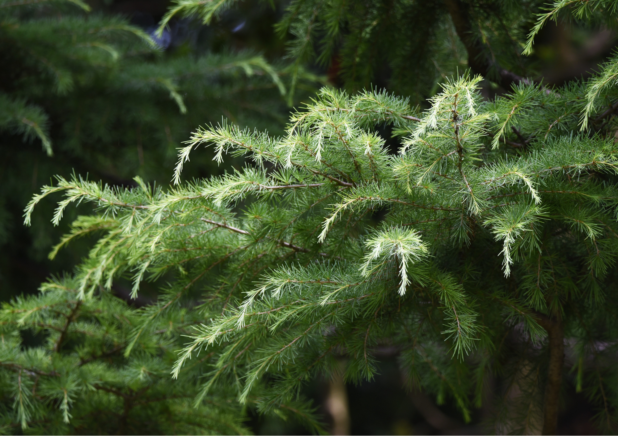 Sedertretrær med mørkegrønne nåler og brun bark, med sollys som filtrerer gjennom grenene, som gir en jordnær og rolig atmosfære.