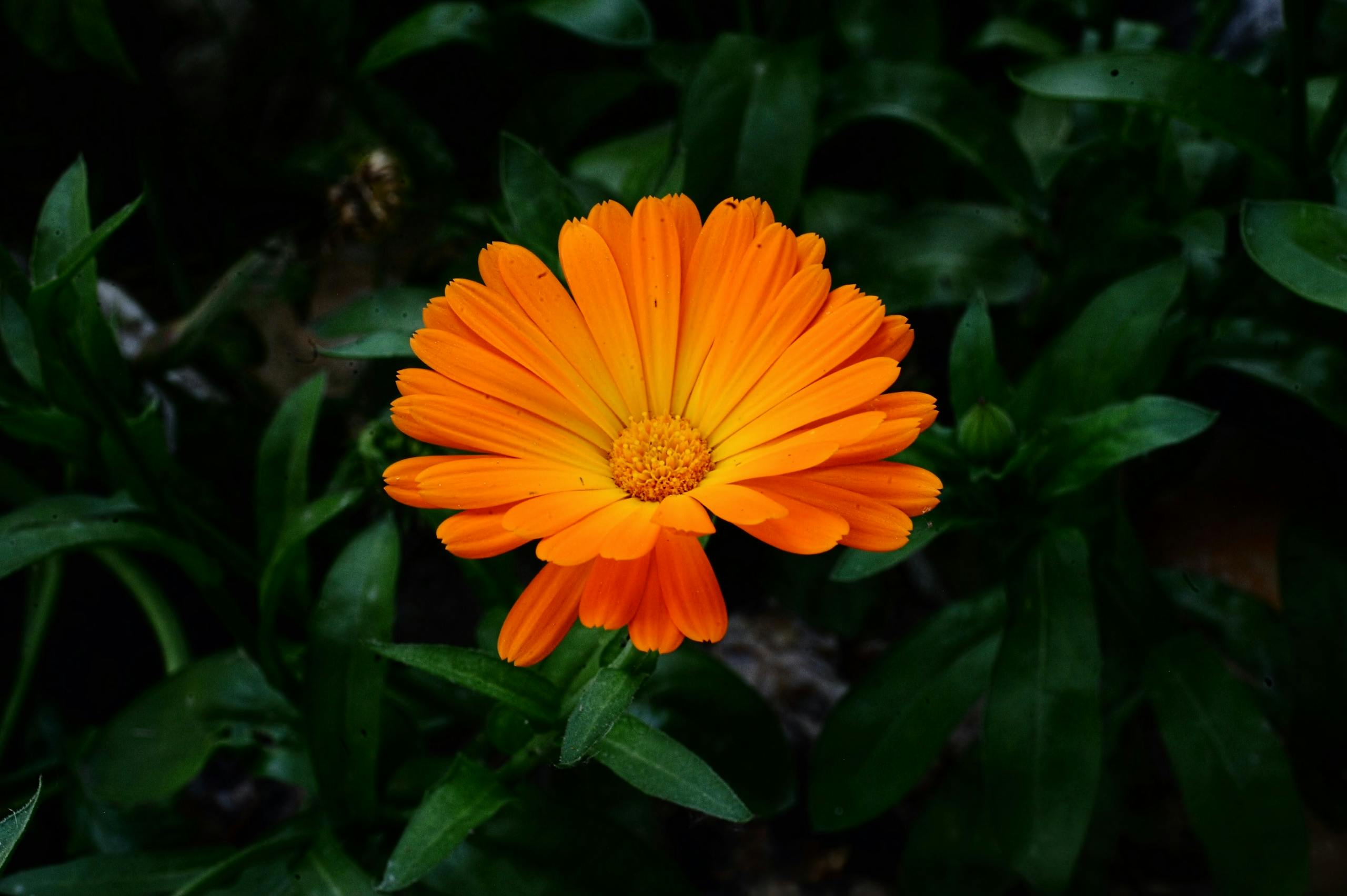 Close-up of a vibrant orange calendula flower surrounded by lush green foliage in a garden setting.