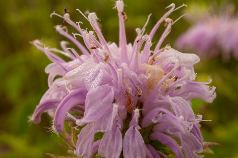 Detailed image of a dewy purple wild bergamot flower in West Newton, MN garden.