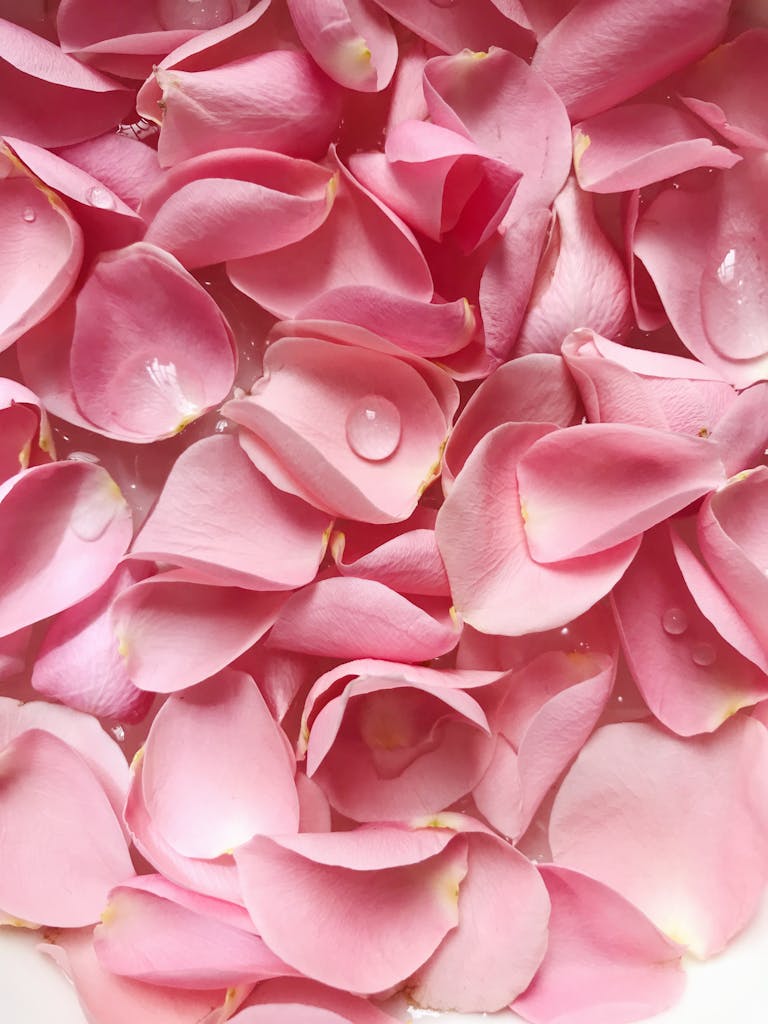 Gentle pink rose petals with dew drops create a romantic and fresh floral background.
