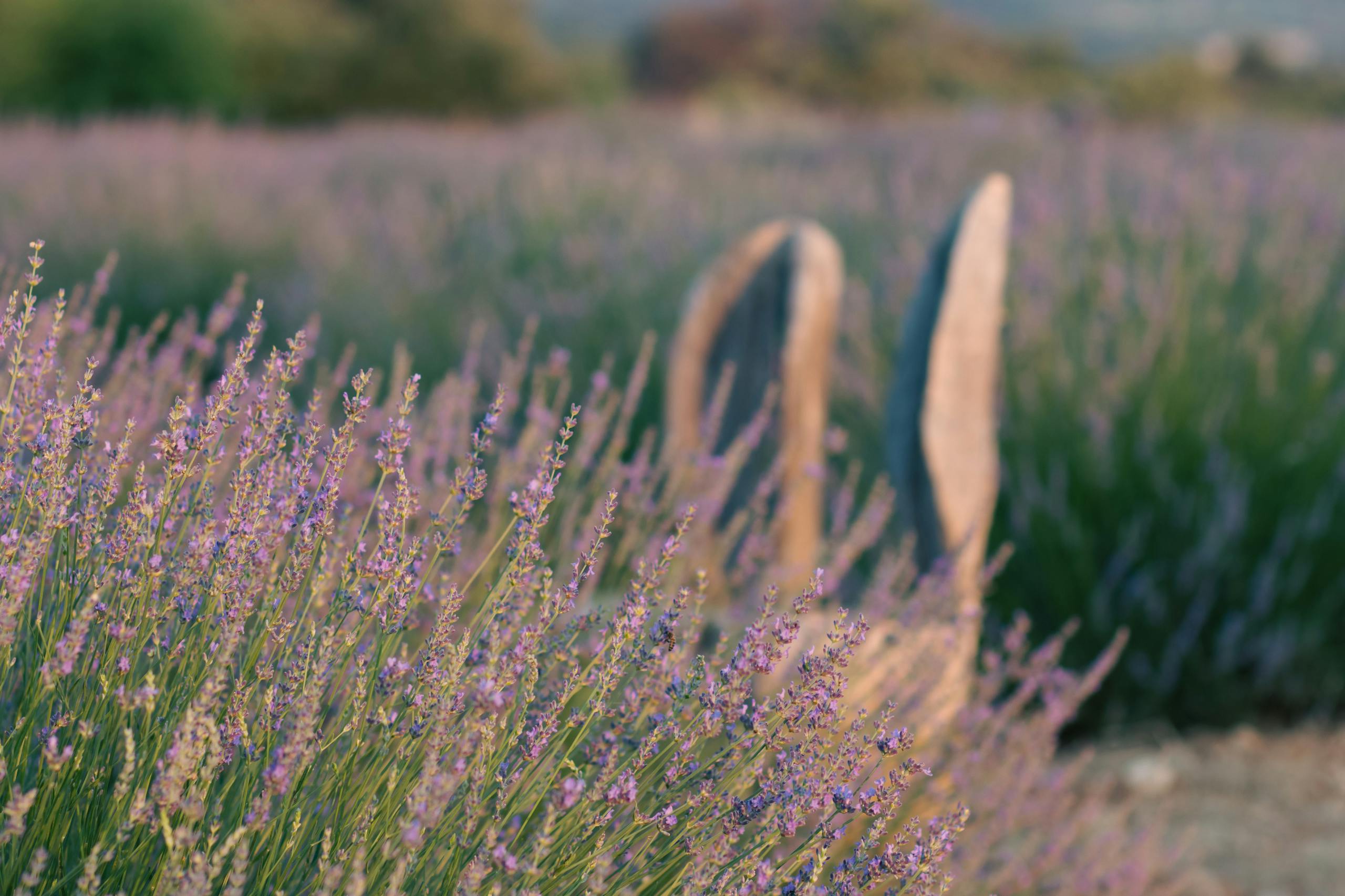 Lavender field in full bloom with rustic wooden fence, ideal for nature and summer themes.