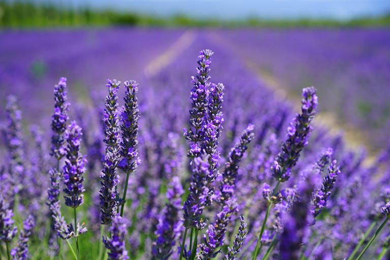 Blomstrende lavendel i sollys. Eterisk lavendelolje med friske lavendelblomster. Tørket lavendel i velværepakke. Lavendel som brukes til avslapning og søvn