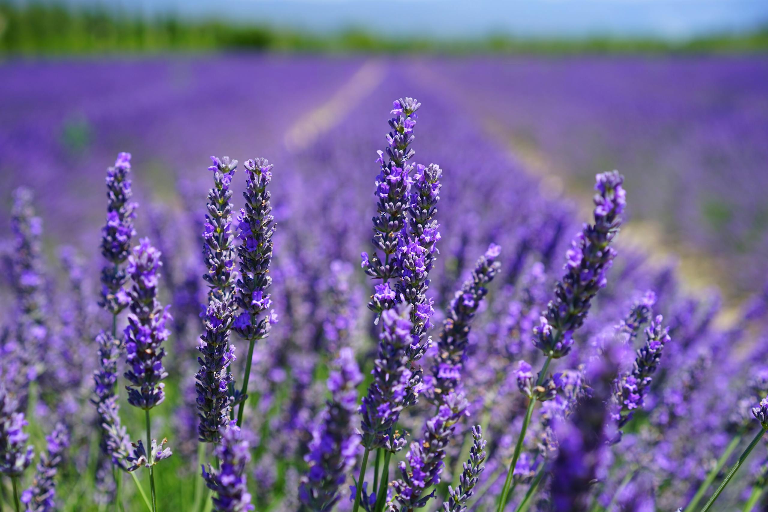 Blomstrende lavendel i sollys. Eterisk lavendelolje med friske lavendelblomster. Tørket lavendel i velværepakke. Lavendel som brukes til avslapning og søvn