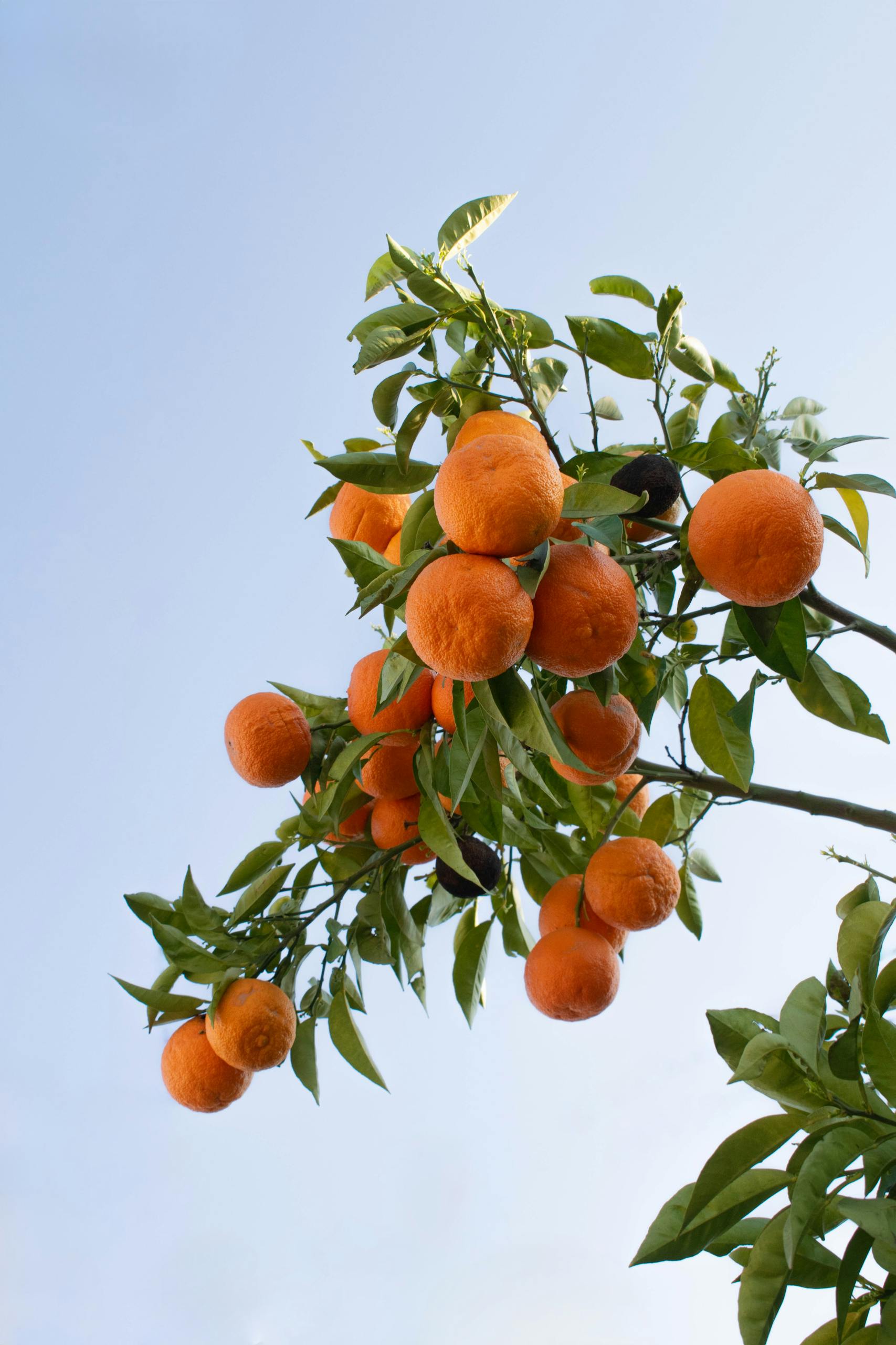 Mandariner som henger på tre med blå himmel i bakgrunnen – frisk og naturlig inspirasjon.
